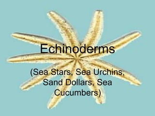 Echinoderms 
(Sea Stars, Sea Urchins, 
Sand Dollars, Sea 
Cucumbers) 
 