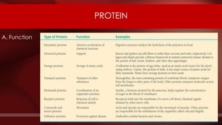 PROTEIN PROTEIN
A. Function
 