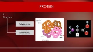 PROTEIN PROTEIN
B.
Structure
Polypeptide
Amino acid
 