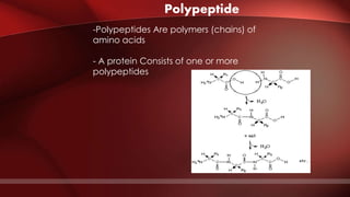 Polypeptide
-Polypeptides Are polymers (chains) of
amino acids
- A protein Consists of one or more
polypeptides
 