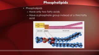 Phospholipids
• Phospholipids
– Have only two fatty acids
– Have a phosphate group instead of a third fatty
acid
 