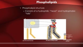 Phospholipids
• Phospholipid structure
– Consists of a hydrophilic “head” and hydrophobic
“tails”
CH2
O
PO O
O
CH2CHCH2
OO
C O C O
Phosphate
Glycerol
(a) Structural formula (b) Space-filling model
Fatty acids
(c) Phospholipid
symbol
Hydrophilic
head
Hydrophobic
tails
–
CH2
Choline
+N(CH3)3
 