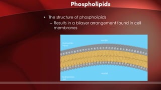 Phospholipids
Hydrophilic
head
WATER
WATER
Hydrophobic
tail
• The structure of phospholipids
– Results in a bilayer arrangement found in cell
membranes
 
