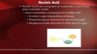 Nucleic Acid
• Nucleic acids are composed of nucleotides to form long
polynucleotide chains.
– Each nucleotide is composed of 3 smaller units:
• 5-carbon sugar (deoxyribose or ribose).
• Phosphate group attached to one end of sugar.
• Nitrogenous base attached to other end of sugar.
Nitrogenous
base
Nucleoside
O
O
O


O P CH2
5’C
3’CPhosphate
group Pentose
sugar
Figure 5.26
O
 