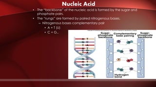 Nucleic Acid
• The “backbone” of the nucleic acid is formed by the sugar and
phosphate pairs.
• The “rungs” are formed by paired nitrogenous bases.
– Nitrogenous bases complementary pair
• A + T (U)
• C + G..
 