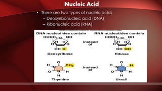 Nucleic Acid
• There are two types of nucleic acids
– Deoxyribonucleic acid (DNA)
– Ribonucleic acid (RNA)
 