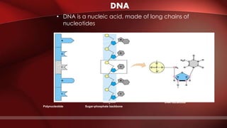 Nucleotide
Phosphate
group
Nitrogenous
base
Sugar
Polynucleotide Sugar-phosphate backbone
DNA nucleotide
Phosphate
group
Nitrogenous base
(A, G, C, or T)
Thymine (T)
Sugar
(deoxyribose)
DNA
• DNA is a nucleic acid, made of long chains of
nucleotides
 