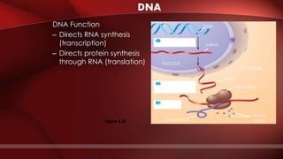 DNA
DNA Function
– Directs RNA synthesis
(transcription)
– Directs protein synthesis
through RNA (translation)
1
2
3
Synthesis of
mRNA in the nucleus
Movement of
mRNA into cytoplasm
via nuclear pore
Synthesis
of protein
NUCLEUS
CYTOPLASM
DNA
mRNA
Ribosome
Amino
acidsPolypeptide
mRNA
Figure 5.25
 
