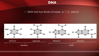 DNA
Pyrimidines
Thymine (T) Cytosine (C)
Purines
Adenine (A) Guanine (G)
• DNA has four kinds of bases, A, T, C, and G
 