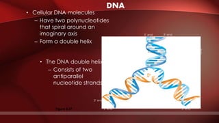 3’ end
Sugar-phosphate
backbone
Base pair (joined by
hydrogen bonding)
Old strands
Nucleotide
about to be
added to a
new strand
A
3’ end
3’ end
5’ end
New
strands
3’ end
5’ end
5’ end
Figure 5.27
DNA
• Cellular DNA molecules
– Have two polynucleotides
that spiral around an
imaginary axis
– Form a double helix
• The DNA double helix
– Consists of two
antiparallel
nucleotide strands
 