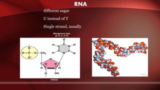 RNA
– different sugar
– U instead of T
– Single strand, usually
Phosphate
group
Nitrogenous base
(A, G, C, or U)
Uracil (U)
Sugar
(ribose)
 