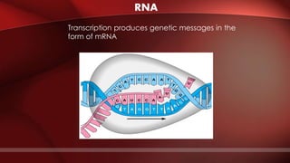 RNA
Transcription produces genetic messages in the
form of mRNA
 