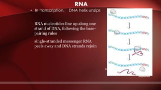 RNA
RNA polymerase
DNA of gene
Promoter
DNA Terminator
DNA
Initiation
Elongation
Termination
Area shown
in Figure 10.9A
Growing
RNA
RNA
polymerase
Completed RNA
• In transcription, DNA helix unzips
– RNA nucleotides line up along one
strand of DNA, following the base-
pairing rules
– single-stranded messenger RNA
peels away and DNA strands rejoin
 