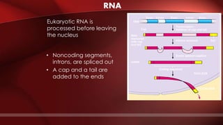 RNA
DNA
RNA
transcript
with cap
and tail
mRNA
Exon Intron IntronExon Exon
Transcription
Addition of cap and tail
Introns removed
Exons spliced together
Coding sequence
NUCLEUS
CYTOPLASM
Tail
Cap
• Noncoding segments,
introns, are spliced out
• A cap and a tail are
added to the ends
Eukaryotic RNA is
processed before leaving
the nucleus
 