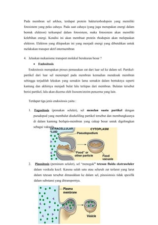 Pada membran sel arkhea, terdapat protein bakteriorhodopsin yang memiliki
fotosistem yang peka cahaya. Pada saat cahaya (yang juga merupakan energi dalam
bentuk elektron) terkumpul dalam fotosistem, maka fotosistem akan memiliki
kelebihan energi. Kondisi ini akan membuat protein rhodopsin akan melepaskan
elektron. Elektron yang dilepaskan ini yang menjadi energi yang dibutuhkan untuk
melakukan transpor aktif intermembran

4. Jelaskan mekanisme transport molekul berukuran besar ?
        •     Endositosis
   Endositosis merupakan proses pemasukan zat dari luar sel ke dalam sel. Partikel-
partikel dari luar sel menempel pada membran kemudian mendesak membran
sehingga terjadilah lekukan yang semakin lama semakin dalam bentuknya seperti
kantung dan akhirnya menjadi bulat lalu terlepas dari membran. Bulatan tersebut
berisi partikel, lalu akan dicerna oleh lisosom/enzim pencerna yang lain.

   Terdapat tiga jenis endositosis yaitu :

   1.   Fagositosis (pemakan seluler), sel menelan suatu partikel dengan
        pseudopod yang membalut disekeliling partikel tersebut dan membungkusnya
        di dalam kantong berlapis-membran yang cukup besar untuk digolongkan
        sebagai vakuola.




   2.       Pinositosis (peminum seluler), sel “meneguk” tetesan fluida ekstraseluler
        dalam vesikula kecil. Karena salah satu atau seluruh zat terlarut yang larut
        dalam tetesan tersebut dimasukkan ke dalam sel, pinosistosis tidak spesifik
        dalam substansi yang ditranspornya.
 