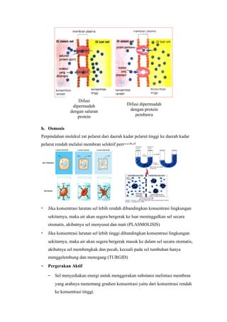 Difusi
                 dipermudah                   Difusi dipermudah
                dengan saluran                 dengan protein
                   protein                        pembawa


b. Osmosis
Perpindahan molekul zat pelarut dari daerah kadar pelarut tinggi ke daerah kadar
pelarut rendah melalui membran selektif permeabel




•   Jika konsentrasi larutan sel lebih rendah dibandingkan konsentrasi lingkungan
    sekitarnya, maka air akan segera bergerak ke luar meninggalkan sel secara
    otomatis, akibatnya sel menyusut dan mati (PLASMOLISIS)
•   Jika konsentrasi larutan sel lebih tinggi dibandingkan konsentrasi lingkungan
    sekitarnya, maka air akan segera bergerak masuk ke dalam sel secara otomatis,
    akibatnya sel membengkak dan pecah, kecuali pada sel tumbuhan hanya
    menggelembung dan menegang (TURGID)
–   Pergerakan Aktif

    –   Sel menyediakan energi untuk menggerakan substansi melintasi membran
        yang arahnya menentang gradien konsentrasi yaitu dari konsentrasi rendah
        ke konsentrasi tinggi.
 
