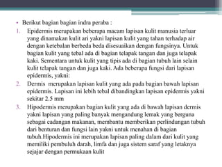 • Berikut bagian bagian indra peraba :
1. Epidermis merupakan beberapa macam lapisan kulit manusia terluar
yang dinamakan kulit ari yakni lapisan kulit yang tahan terhadap air
dengan ketebalan berbeda beda disesuaikan dengan fungsinya. Untuk
bagian kulit yang tebal ada di bagian telapak tangan dan juga telapak
kaki. Sementara untuk kulit yang tipis ada di bagian tubuh lain selain
kulit telapak tangan dan juga kaki. Ada beberapa fungsi dari lapisan
epidermis, yakni:
2. Dermis merupakan lapisan kulit yang ada pada bagian bawah lapisan
epidermis. Lapisan ini lebih tebal dibandingkan lapisan epidermis yakni
sekitar 2.5 mm
3. Hipodermis merupakan bagian kulit yang ada di bawah lapisan dermis
yakni lapisan yang paling banyak mengandung lemak yang berguna
sebagai cadangan makanan, membantu memberikan perlindungan tubuh
dari benturan dan fungsi lain yakni untuk menahan di bagian
tubuh.Hipodermis ini merupakan lapisan paling dalam dari kulit yang
memiliki pembuluh darah, limfa dan juga sistem saraf yang letaknya
sejajar dengan permukaan kulit
 