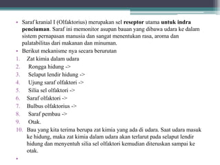 • Saraf kranial I (Olfaktorius) merupakan sel reseptor utama untuk indra
penciuman. Saraf ini memonitor asupan bauan yang dibawa udara ke dalam
sistem pernapasan manusia dan sangat menentukan rasa, aroma dan
palatabilitas dari makanan dan minuman.
• Berikut mekanisme nya secara berurutan
1. Zat kimia dalam udara
2. Rongga hidung ->
3. Selaput lendir hidung ->
4. Ujung saraf olfaktori ->
5. Silia sel olfaktori ->
6. Saraf olfaktori ->
7. Bulbus olfaktorius ->
8. Saraf pembau ->
9. Otak.
10. Bau yang kita terima berupa zat kimia yang ada di udara. Saat udara masuk
ke hidung, maka zat kimia dalam udara akan terlarut pada selaput lendir
hidung dan menyentuh silia sel olfaktori kemudian diteruskan sampai ke
otak.
•
 