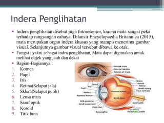 Indera Penglihatan
 Indera penglihatan disebut juga fotoreseptor, karena mata sangat peka
terhadap rangsangan cahaya. Dilansir Encyclopaedia Britannica (2015),
mata merupakan organ indera khusus yang mampu menerima gambar
visual. Selanjutnya gambar visual tersebut dibawa ke otak.
 Fungsi : yakni sebagai indra penglihatan, Mata dapat digunakan untuk
melihat objek yang jauh dan dekat
 Bagian-Bagiannya :
1. Kornea
2. Pupil
3. Iris
4. Retina(Selaput jala)
5. Sklera(Selaput putih)
6. Lensa mata
7. Saraf optik
8. Koroid
9. Titik buta
 