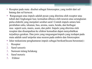  Reseptor pada mata disebut sebagai fotoreseptor, yang terdiri dari sel
batang dan sel kerucut.
 Rangsangan atau impuls adalah pesan yang diterima oleh reseptor atau
tubuh dari lingkungan luar, kemudian dibawa oleh neuron atau serangkaian
pulsa elektrik yang menjalari serabut saraf. Contoh impuls antara lain
perubahan suhu, tekanan, bau, aroma, suara, benda, dan berbagai
rasa seperti asin, manis, asam, dan pahit. Impuls yang diterima oleh
reseptor dan disampaikan ke efektor kemudian dapat menyebabkan
terjadinya gerakan. Dan jenis yang rangsangan/impuls yang terdapat pada
mata adalah saraf unipolar atau neuron pada embrio dan fotoreseptor.
 Jalur mekanisme penghantaran impuls sebagai berikut(Secara berurutan) :
1. Reseptor
2. Saraf sensoris
3. Sumsum tulang belakang
4. Saraf motoris
5. Efektor
 