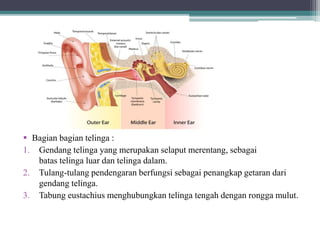  Bagian bagian telinga :
1. Gendang telinga yang merupakan selaput merentang, sebagai
batas telinga luar dan telinga dalam.
2. Tulang-tulang pendengaran berfungsi sebagai penangkap getaran dari
gendang telinga.
3. Tabung eustachius menghubungkan telinga tengah dengan rongga mulut.
 