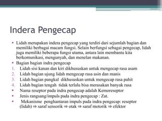 Indera Pengecap
 Lidah merupakan indera pengecap yang terdiri dari sejumlah bagian dan
memiliki berbagai macam fungsi. Selain berfungsi sebagai pengecap, lidah
juga memiliki beberapa fungsi utama, antara lain membantu kita
berkomunikasi, mengunyah, dan menelan makanan.
 Bagian bagian indra pengecap
1. Lidah sisi kanan dan kiri dikhususkan untuk mengecap rasa asam
2. Lidah bagian ujung lidah mengecap rasa asin dan manis
3. Lidah bagian pangkal dikhususkan untuk mengecap rasa pahit
4. Lidah bagian tengah tidak terlalu bisa merasakan banyak rasa
 Nama reseptor pada indra pengecap adalah Kemoreseptor
 Jenis rangsang/impuls pada indra pengecap : Zat.
 Mekanisme penghantaran impuls pada indra pengecap: reseptor
(lidah) ⇒ saraf sensorik ⇒ otak ⇒ saraf motorik ⇒ efektor
 