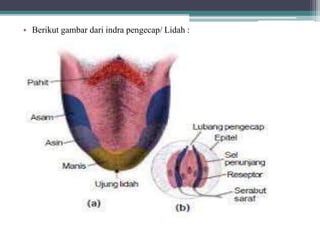 • Berikut gambar dari indra pengecap/ Lidah :
 