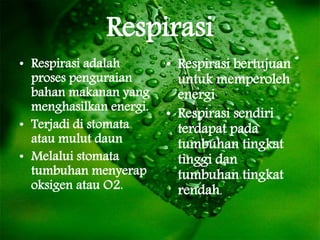 Respirasi Pada Tumbuhan | PPT