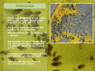 • Pemijahan dilakukan di bak beton
berbentuk persegi panjang dgn
luas 12 – 20 m2 & dlm 1,5 m
• Pengairan dilakukan paralel dgn
debit air 2 – 4 liter/menit
• Bak pemijahan diisi air setinggi 75
– 100 cm
• Induk jantan & betina dimasukkan
scr bersamaan dgn kepadatan 2
– 4 ekor/m2, rasio jantan : betina
= 1 : 3
• Pemijahan biasanya terjadi pd hari
ke 7 setelah penebaran induk
• Telur yg sdh dibuahi dierami
dlm mulut induk betina
PEMIJAHAN
 