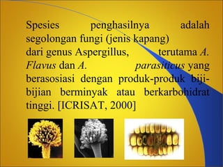 Spesies
penghasilnya
adalah
segolongan fungi (jenis kapang)
dari genus Aspergillus,
terutama A.
Flavus dan A.
parasiticus yang
berasosiasi dengan produk-produk bijibijian berminyak atau berkarbohidrat
tinggi. [ICRISAT, 2000]

 