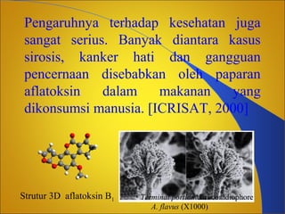 Pengaruhnya terhadap kesehatan juga
sangat serius. Banyak diantara kasus
sirosis, kanker hati dan gangguan
pencernaan disebabkan oleh paparan
aflatoksin
dalam
makanan
yang
dikonsumsi manusia. [ICRISAT, 2000]

Strutur 3D aflatoksin B1

Terminal portion dari conidiophore
A. flavus (X1000)

 