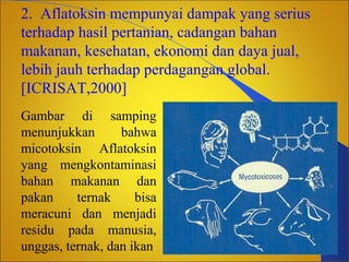 2. Aflatoksin mempunyai dampak yang serius
terhadap hasil pertanian, cadangan bahan
makanan, kesehatan, ekonomi dan daya jual,
lebih jauh terhadap perdagangan global.
[ICRISAT,2000]
Gambar di samping
menunjukkan
bahwa
micotoksin Aflatoksin
yang mengkontaminasi
bahan makanan dan
pakan
ternak
bisa
meracuni dan menjadi
residu pada manusia,
unggas, ternak, dan ikan

 