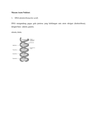 Macam Asam Nukleat:
1.

DNA (deoksiribonucleic acid)

DNA mengandung gugus gula pentosa yang kehilangan satu atom oksigen (deoksiribosa),
dengan basa : adenin, guanin,
sitosin, timin.

 