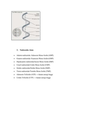 D. Nukleosida Alam
Adenin nukleotida /Adenosin Mono fosfat (AMP)
Guanin nukleotida /Guanosin Mono fosfat (GMP)
Hipoksantin nukleotida/Inosin Mono fosfat (IMP)
Urasil nukleotida/Uridin Mono fosfat (UMP)
Sitidin nukleotida/Sitidin Mono fosfat (SMP)
Timin nukleotida/Timidin Mono fosfat (TMP)
Adenosin Trifosfat (ATP) → ikatan energi tinggi
Uridin Trifosfat (UTP) → ikatan energi tinggi

 