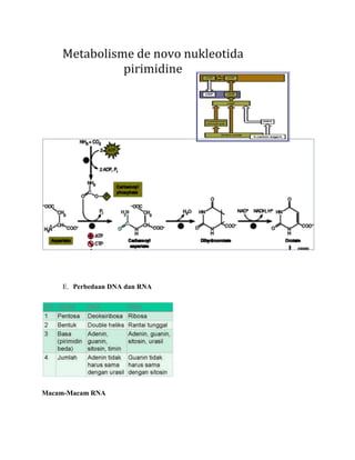 E. Perbedaan DNA dan RNA

Macam-Macam RNA

 