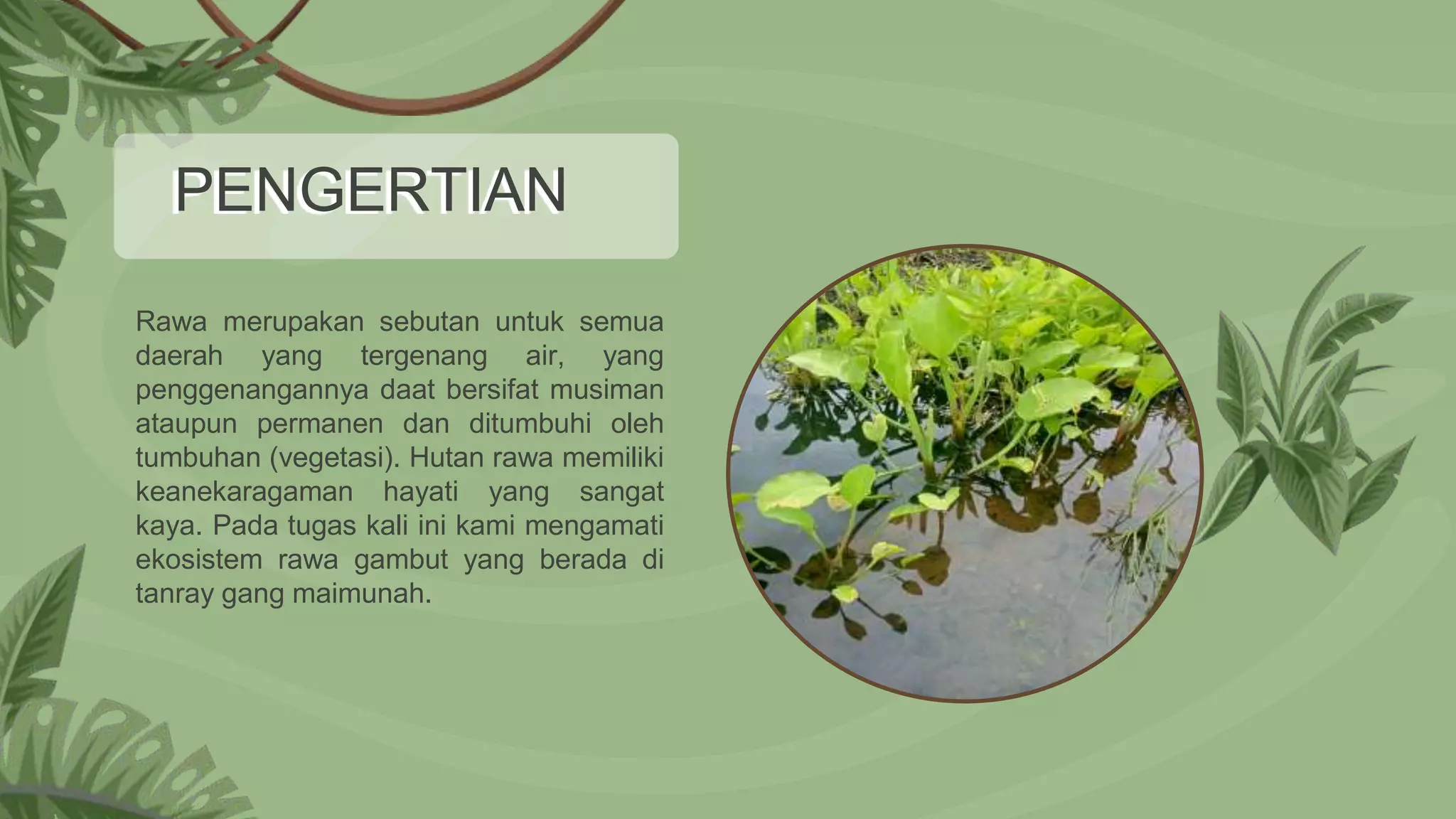 Vegetasi Rawa TUGAS EKOLOGI_EKOSISTEM.pptx