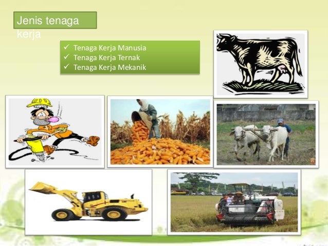 TENAGA KERJA DALAM PRODUKSI EKONOMI PERTANIAN