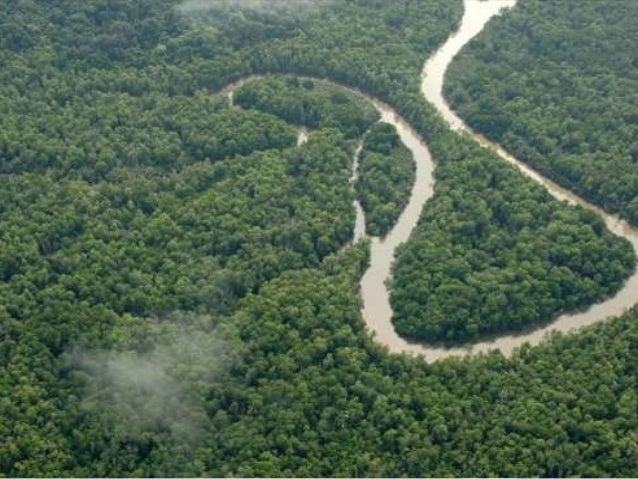 Hutan Amazon Amerika dan Hutan Kalimantan Indonesia 