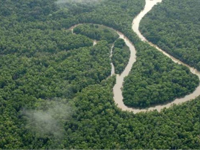 Hutan Amazon Amerika dan  Hutan Kalimantan Indonesia 