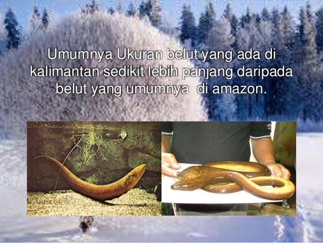 Hutan Amazonamerika Dan Hutan Kalimantan Indonesia