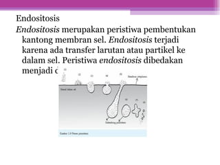 Endositosis
Endositosis merupakan peristiwa pembentukan
kantong membran sel. Endositosis terjadi
karena ada transfer larutan atau partikel ke
dalam sel. Peristiwa endositosis dibedakan
menjadi dua, yaitu :
 
