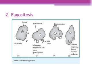 2. Fagositosis
 
