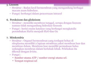 5. Lisosom
– Struktur : Badan kecil bermembran yang mengandung berbagai
macam asam hidrolase.
– Fungsi: berfungsi dalam pencernaan intrasel
6. Peroksisom dan glioksisom
– Struktur : memiliki membran tunggal, serupa dengan lisosom
namun tidak mengandung hidrolase lisosom
– Fungsi : berisi enzim katalase yang berfungsi mengkatalis
perombakan H2O2 menjadi H2O dan O2
7. Mitokondria
– Struktur : Organel bermembran yang terdapat bebas di
sitoplasma.memiliki 2 lapisan membran yakni membran luar dan
membran dalam. Membran luar memiliki permukaan halus
sedangkan membran dalam berlekuk-lekuk. Pelekukan itu
dikenal dengan krista.
– Fungsi :
• Sumber utama ATP / sumber energi utama sel.
• Tempat respirasi sel
 