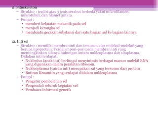 11. Sitoskeleton
– Struktur : terdiri atas 3 jenis serabut berbeda yakni mikrofilamen,
mikrotubul, dan filamet antara.
– Fungsi :
• memberi kekuatan mekanik pada sel
• menjadi kerangka sel
• membantu gerakan substansi dari satu bagian sel ke bagian lainnya
12. Inti sel
– Struktur : memiliki membraninti dan tersusun atas molekul-molekul yang
berupa lipoprotein. Terdapat pori-pori pada membran inti yang
memungkinkan adanya hubungan antara nukleoplasma dan sitoplasma.
Didalam inti terdapat:
• Nukleolus (anak inti) berfungsi menyintesis berbagai macam molekil RNA
yang digunakan dalam perakitan ribosom.
• Nukleoplasma (cairan inti) merupakan zat yang tersusun dari protein
• Butiran Kroamtin yang terdapat didalam nukleoplasma
– Fungsi :
• Pengatur pembelahan sel
• Pengendali seluruh kegiatan sel
• Pembawa informasi genetik
 