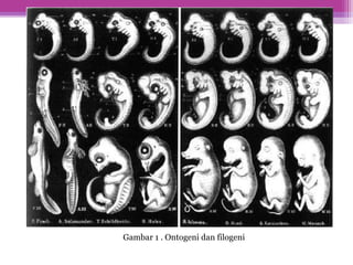 Gambar 1 . Ontogeni dan filogeni
 