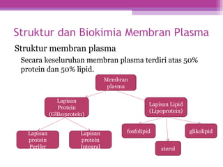 Struktur dan Biokimia Membran Plasma
Struktur membran plasma
Secara keseluruhan membran plasma terdiri atas 50%
protein dan 50% lipid.
Lapisan
Protein
(Glikoprotein)
Membran
plasma
Lapisan Lipid
(Lipoprotein)
Lapisan
protein
Perifer
Lapisan
protein
Integral
fosfolipid glikolipid
sterol
 
