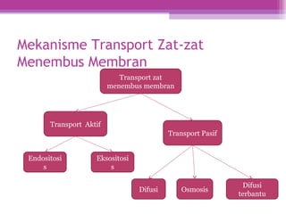 Mekanisme Transport Zat-zat
Menembus Membran
Transport zat
menembus membran
Transport Aktif
Transport Pasif
Endositosi
s
Eksositosi
s
Difusi
terbantu
Difusi Osmosis
 