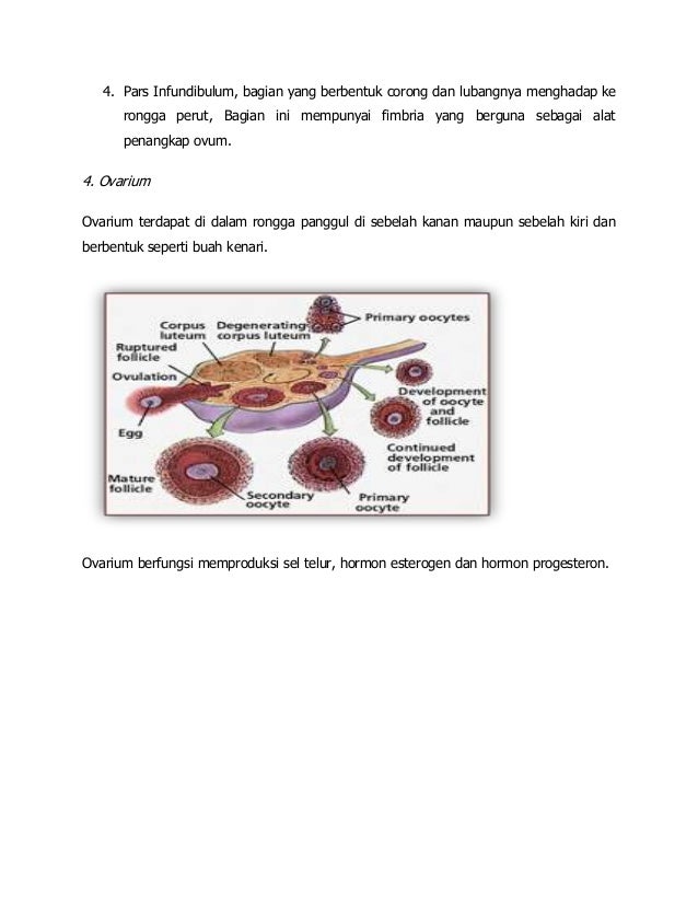 Tugas intan ibu direk AKBID PARAMATA RAHA