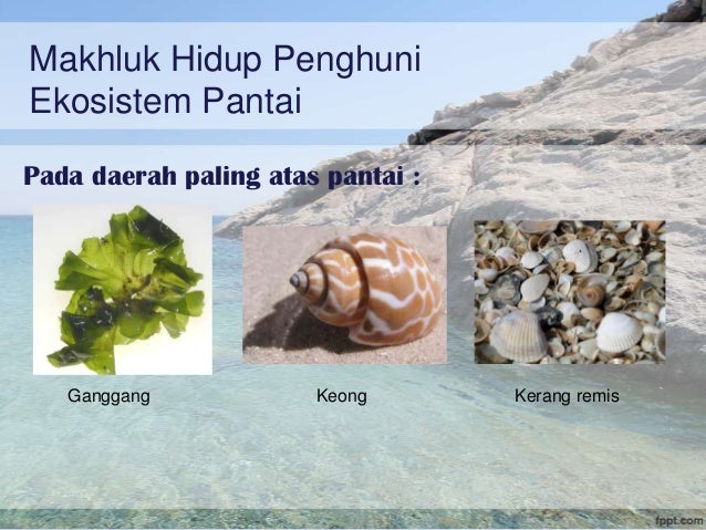 Ekosistem Pantai & Terumbu karang