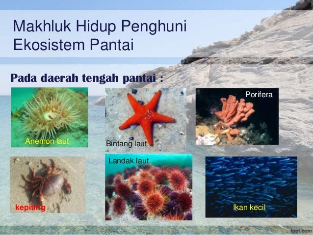 Ekosistem Pantai amp; Terumbu karang